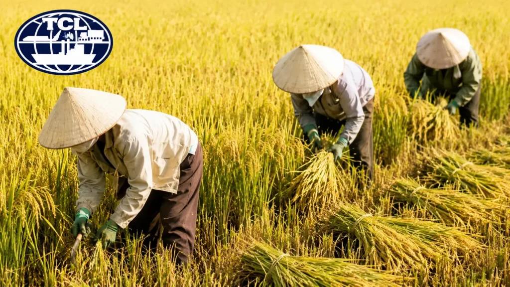 Điều kiện kinh doanh xuất khẩu gạo